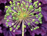 Zierlauch (Allium)