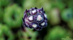 Hauswurz (Sempervivum)