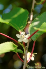 Scharfzähnige Strahlengriffel (Actinidia arguta)