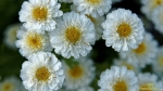 Mutterkraut (Tanacetum parthenium)
