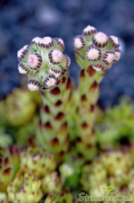 Hauswurz (Sempervivum)
