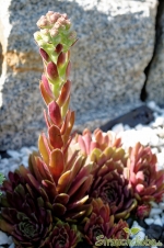 Hauswurz (Sempervivum)