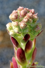 Hauswurz (Sempervivum)