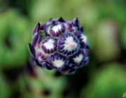 Hauswurz (Sempervivum)