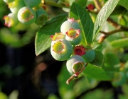 Heidelbeeren