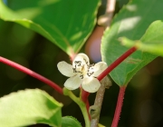Scharfzähnige Strahlengriffel (Actinidia arguta)