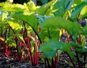 Rote Bete (Beta vulgaris)