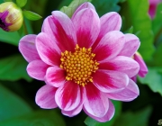 Dahlie (Dahlia)