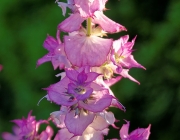 Muskatellersalbei (Salvia sclarea)