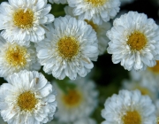 Mutterkraut (Tanacetum parthenium)