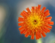 Orangerotes Habichtskraut (Hieracium aurantiacum)