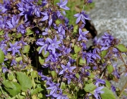 Glockenblume (Campanula)