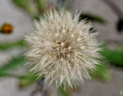 Gewöhnliche Ferkelkraut (Hypochaeris radicata)