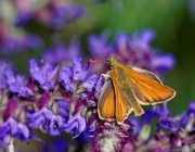 Braunkolbiger Braun-Dickkopffalter (Thymelicus sylvestris)