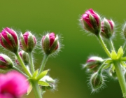 Hängepelargonien (Pelargonium peltatum)