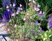 Akelei (Aquilegia)
