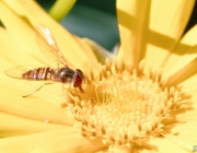 Schwebfliege (Syrphidae)