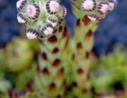 Hauswurz (Sempervivum)