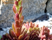 Hauswurz (Sempervivum)