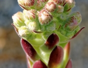 Hauswurz (Sempervivum)