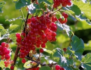 Rote Johannisbeere (Ribes rubrum)