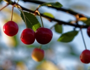 Sauerkirsche (Prunus cerasus)