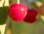 Sauerkirsche (Prunus cerasus)