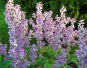 Muskatellersalbei (Salvia sclarea)