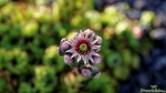 Hauswurz (Sempervivum)