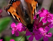 Kleiner Fuchs (Aglais urticae)