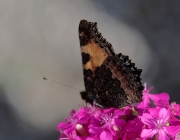 Kleiner Fuchs (Aglais urticae)