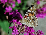 Distelfalter (Vanessa cardui)