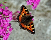 Kleiner Fuchs (Aglais urticae)