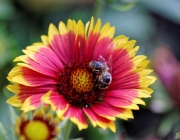 Kokardenblume (Gaillardia)