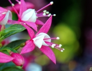 Fuchsien (Fuchsia)