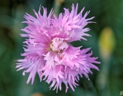 Federnelke (Dianthus plumarius)