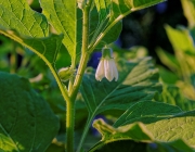 Lampionblume (Physalis alkekengi)