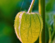 Lampionblume (Physalis alkekengi)