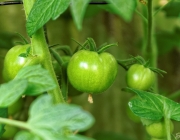 Tomaten