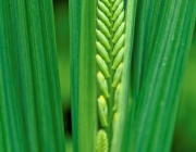 Montbretie (Crocosmia)