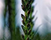 Prachtscharte (Liatris spicata)