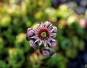 Hauswurz (Sempervivum)