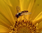 Schwebfliege (Syrphidae)