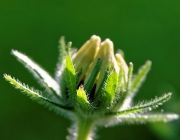 Schwarzäugige Rudbeckie (Rudbeckia hirta)