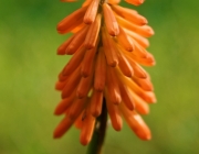 Fackellilie (Kniphofia)