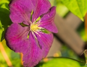 Waldrebe (Clematis)