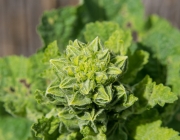 Stockrose