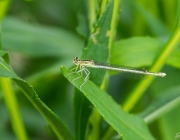 Libelle
