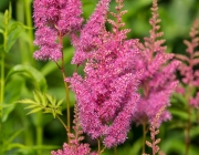Astilbe