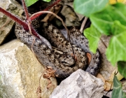 Schlingnatter (Coronella austriaca)